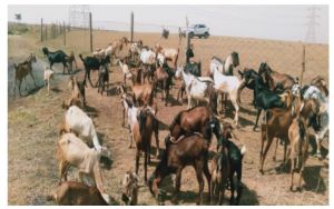 6 से 8 अगस्त तक कामधेनु विश्वविद्यालय में बकरी पालन प्रबंधन एवं उद्यमिता विकास पर प्रशिक्षण                              