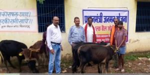 बैगा आदिवासियों को खेती करने बैलजोड़ी वितरित