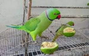  तोता एवं अन्य घरों में पाले गए पक्षी के संबंध में पूर्व में जारी निर्देश स्थगित