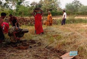 मनरेगा से बंजर भूमि में लौटी हरियाली मनरेगा से बंजर भूमि में लौटी हरियाली