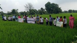  कृषि विज्ञान केन्द्र पाहंदा में हाईब्रिड धान की कतार बोनी पर प्रदर्शन