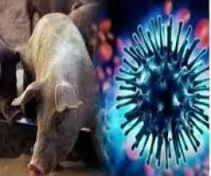  स्वाइन-फ्लू के इलाज के लिए अस्पतालों में पुख्ता इंतजाम