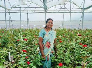 गुलाब की खेती से महक रहा है रजनी का जीवन गुलाब की खेती से महक रहा है रजनी का जीवन