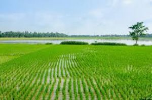  प्रदेश में लगभग शत-प्रतिशत बोनी पूर्ण