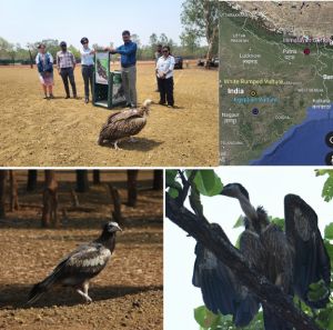  जटायु की उड़ान: छत्तीसगढ़ से नेपाल तक गिद्ध संरक्षण की एक प्रेरणादायक गाथा