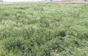 ओलावृष्टि और चक्रवाती हवाओं से फसल क्षति पर मिलेगा बीमा लाभ