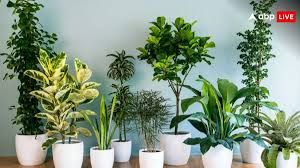   घर पर भरपूर ऑक्&zwj;सीजन के लिए लगाएं कौन से पौधे जो देंगे आपको आक्सीजन