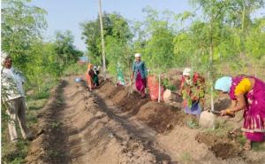   सुपर फुड मुनगा से कोकड़ी की महिलाओं को रही लाखों की कमाई