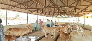 जोन 8 अध्यक्ष प्रीतम सिंह ठाकुर ने अटारी गौठान का किया आकस्मिक निरीक्षण जोन 8 अध्यक्ष प्रीतम सिंह ठाकुर ने अटारी गौठान का किया आकस्मिक निरीक्षण