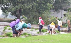  राजनांदगांव जिले में खेती-किसानी के कार्यों में आयी गति