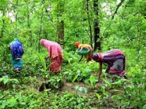  वनाधिकार क्रियान्वयन में छत्तीसगढ़ की अग्रणी भूमिका&mdash;वन विभाग की सशक्त प्रतिबद्धता का प्रमाण