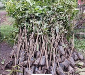   पर्यावरण एवं जल संरक्षण के लिए पौधरोपण महाअभियान 5 जुलाई से 