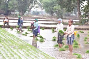  अच्छी उपज की मंगल कामना के साथ किसान कृषि कार्य में जुटे किसान