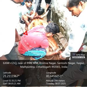 तेज बारिश में तरुण बाजार के पास बड़ी नाली में अचानक गिरी गाय को निगम जोन 6 की टीम ने पहुंचकर तत्काल सुरक्षित बाहर निकाला