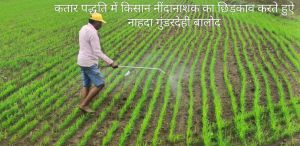 बालोद जिले में 986 हेक्टेयर में हुई कतार बोनी के माध्यम से धान की खेती बालोद जिले में 986 हेक्टेयर में हुई कतार बोनी के माध्यम से धान की खेती