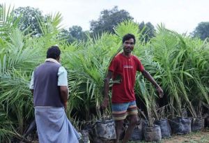 मेगा ऑयल पॉम प्लांटेशन ड्राइव से जुड़ रहे किसान मेगा ऑयल पॉम प्लांटेशन ड्राइव से जुड़ रहे किसान