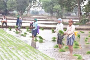 कृषकों में इस वर्ष अच्छी खेती की उम्मीद कृषकों में इस वर्ष अच्छी खेती की उम्मीद