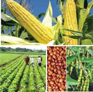 कृषक उन्नति योजना से अब खरीफ में दलहन-तिलहन, मक्का तथा लघु धान्य फसलों का उत्पादन करने वाले कृषकों को मिलेगा आदान सहायता राशि का लाभ कृषक उन्नति योजना से अब खरीफ में दलहन-तिलहन, मक्का तथा लघु धान्य फसलों का उत्पादन करने वाले कृषकों को मिलेगा आदान सहायता राशि का लाभ