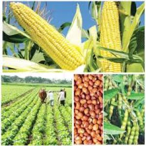  धान के बदले दलहन, तिलहन लगाने पर किसानों क़ो मिलेगी प्रति  एकड़ 11 हजार रुपये आदान सहायता