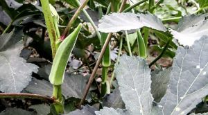 कृषि विश्वविद्यालय द्वारा किसानों हेतु समसामयिक सलाह जारी कृषि विश्वविद्यालय द्वारा किसानों हेतु समसामयिक सलाह जारी