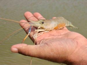 झींगा पालन में नया अध्याय लिख रहा है सुकमा जिला झींगा पालन में नया अध्याय लिख रहा है सुकमा जिला