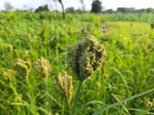 दलहन, तिलहन की फसल लेने पर भी किसानों को मिलेगा कृषक उन्नति योजना का फायदा दलहन, तिलहन की फसल लेने पर भी किसानों को मिलेगा कृषक उन्नति योजना का फायदा