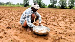 कम लागत में अधिक लाभ प्राप्त होने से जिले के कृषकों का बढ़ रहा है कोदो की खेती के प्रति रूझान कम लागत में अधिक लाभ प्राप्त होने से जिले के कृषकों का बढ़ रहा है कोदो की खेती के प्रति रूझान