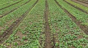  उद्यानिकी फसलों में मौसम आधारित फसल बीमा (खरीफ) 2025-26 लागू