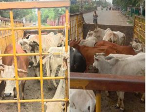 रायपुर नगर निगम द्वारा आवारा पशुओं की धरपकड़ जारी रायपुर नगर निगम द्वारा आवारा पशुओं की धरपकड़ जारी