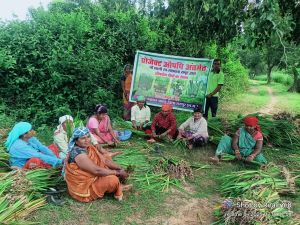 महिलाओं की आय बढ़ाने जिले में औषधीय एवं सुगंधित पौधों की खेती की शुरुआत महिलाओं की आय बढ़ाने जिले में औषधीय एवं सुगंधित पौधों की खेती की शुरुआत