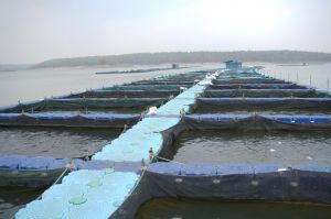 छत्तीसगढ़ में फिशरीज के नये युग की शुरूआत छत्तीसगढ़ में फिशरीज के नये युग की शुरूआत