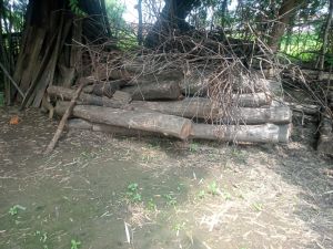 मोहला- मानपुर जिले में 2 लाख रुपए का अवैध सागौन का जखीरा जप्त मोहला- मानपुर जिले में 2 लाख रुपए का अवैध सागौन का जखीरा जप्त