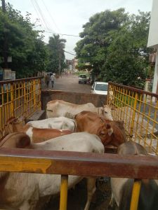 नगर निगम रायपुर द्वारा मार्गो से आवारा पशुओं को धरपकड़ कर निरंतर गौठानो में भेजा जा रहा नगर निगम रायपुर द्वारा मार्गो से आवारा पशुओं को धरपकड़ कर निरंतर गौठानो में भेजा जा रहा