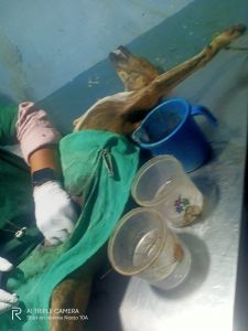 निगम भिलाई द्वारा लगभग 1180 कुत्तो का बधियाकरण किया जा चुका है निगम भिलाई द्वारा लगभग 1180 कुत्तो का बधियाकरण किया जा चुका है