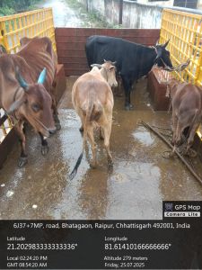 निगम द्वारा सड़क मार्गो से आवारा पशुओं की धरपकड़ कर गौठानो में भेजा जा रहा निगम द्वारा सड़क मार्गो से आवारा पशुओं की धरपकड़ कर गौठानो में भेजा जा रहा