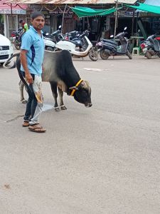 आवारा मवेशियों की रोकथाम हेतु नगर निगम की कार्रवाई जारी