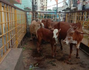  सड़क मार्गो में  आवारा पशुओं को धरपकड़ कर गौठान भेजा जा रहा