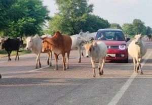 सड़क दुर्घटना में कमी लाने आदेश जारी सड़क दुर्घटना में कमी लाने आदेश जारी