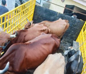 निगम जोन 9 ने दलदल सिवनी में जनशिकायत पर डेयरी को तत्काल सीलबंद कर निगम सीमा से बाहर भेजा निगम जोन 9 ने दलदल सिवनी में जनशिकायत पर डेयरी को तत्काल सीलबंद कर निगम सीमा से बाहर भेजा