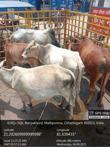 रायपुर नगर निगम क्षेत्र के विभिन्न सड़क मार्गो में दिन भर अभियान चलाकर तीन दिन में 161 आवारा पशुओं को धरपकड़ कर गौठानों में भेजा