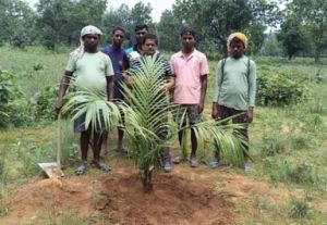 पॉम की खेती से किसानों को मिलेगा आय का स्थायी जरिया पॉम की खेती से किसानों को मिलेगा आय का स्थायी जरिया