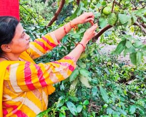 महाराष्ट्र मंडल ने रक्षाबंधन से पहले मनाया वृक्षाबंधन महाराष्ट्र मंडल ने रक्षाबंधन से पहले मनाया वृक्षाबंधन