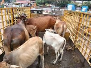 रायपुर नगर निगम ने 10 दिनों में 600 आवारा पशुओं को धरपकड़ कर गौठानों में भेजा गया रायपुर नगर निगम ने 10 दिनों में 600 आवारा पशुओं को धरपकड़ कर गौठानों में भेजा गया