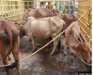 रायपुर नगर निगम ने अभियान चलाकर 17 दिनों में 979 आवारा पशुओं को धरपकड़ कर गौठानों में भेजा रायपुर नगर निगम ने अभियान चलाकर 17 दिनों में 979 आवारा पशुओं को धरपकड़ कर गौठानों में भेजा