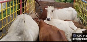 रायपुर निगम ने 18 दिनों में 1038 आवारा पशुओं को धरपकड़ कर गौठानों में भेजा रायपुर निगम ने 18 दिनों में 1038 आवारा पशुओं को धरपकड़ कर गौठानों में भेजा