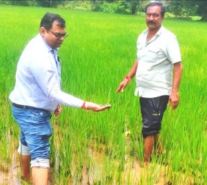 धान में काई की समस्या एवं निदान धान में काई की समस्या एवं निदान