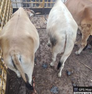 रायपुर नगर निगम ने अभियान चलाकर 32 दिनों में 1642 आवारा पशुओं को गौठानों में भेजा रायपुर नगर निगम ने अभियान चलाकर 32 दिनों में 1642 आवारा पशुओं को गौठानों में भेजा