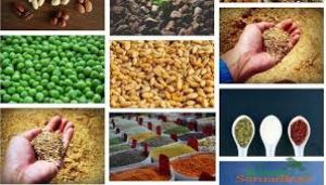  बीज उत्पादन कार्यक्रम : खरीफ की पंजीयन की अंतिम तिथि अब 15 सितम्बर तक