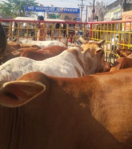 37 दिनों में 1852 आवारा पशुओं को धरपकड़ कर गौठानों में भेजा 37 दिनों में 1852 आवारा पशुओं को धरपकड़ कर गौठानों में भेजा