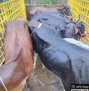 39 दिनों में 1914 आवारा पशुओं को धरपकड़ कर गौठानों में भेजा गया 39 दिनों में 1914 आवारा पशुओं को धरपकड़ कर गौठानों में भेजा गया